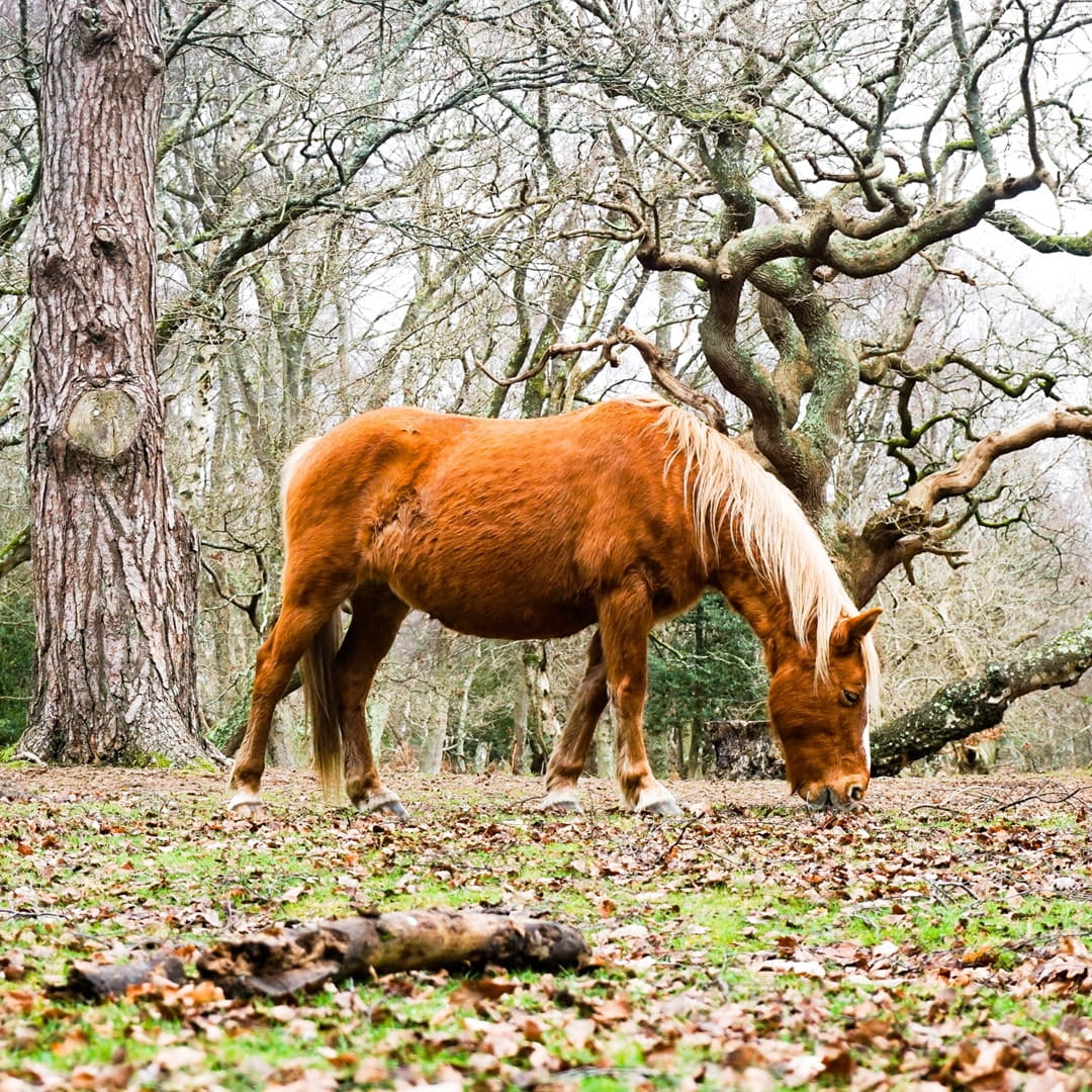 New Forest cycling break